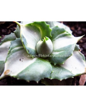 Agave " Ohi Variegated "