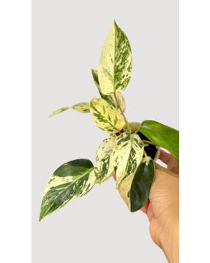Emeral Queen Marble Aurea Philodendron 