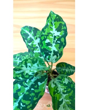 Aglaonema Pictum Tricolor 