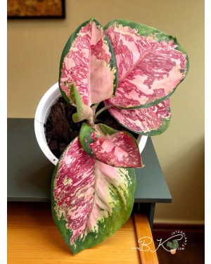 Aglaonema Rattana Rung Ruang Variegated in 5-inch nursery pot