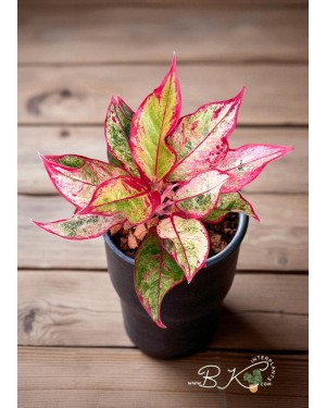Aglaonema Siam Aurora Variegated: A Tropical Gem