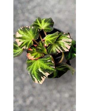Soli Mutata Begonia Variegated