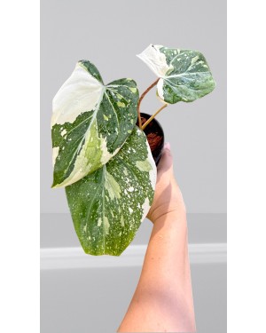 Albo Gloriosum Tricolor Philodendron Variegated