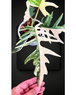 Philodendron Florida Beauty X Tortum Variegated size L