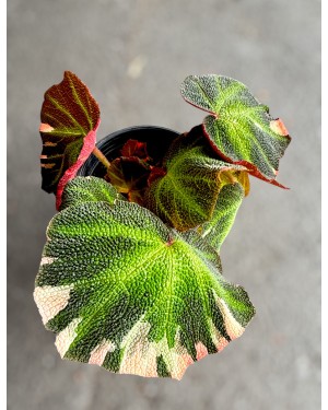 Begonia Soli Mutata – Close-Up of Variegated Leaf Pattern