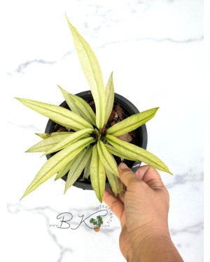 Anthurium Scorpiones Mint – Full Plant View in 6” Pot