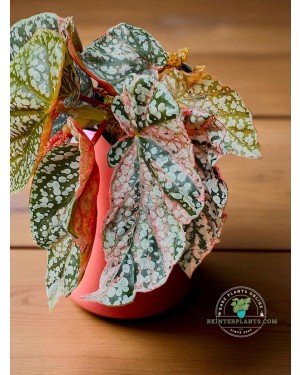 Begonia Snow Capped Variegated – Lifestyle Display