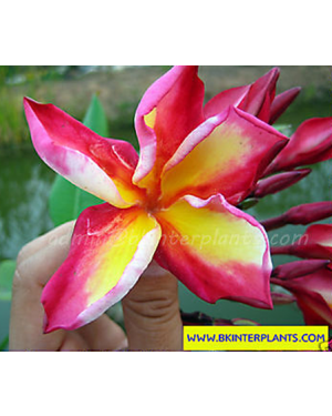 Plumeria " Billy Flower " 