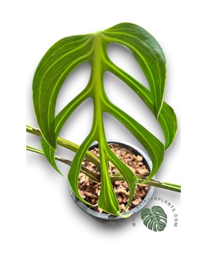 Monstera Burle marx Flame Size S 