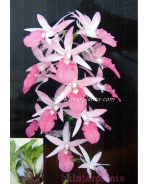 3 Corm "Calanthe rosea (Lindl.) Benth."