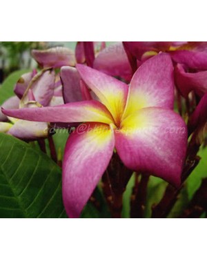 Plumeria " Cathreeya Candy "