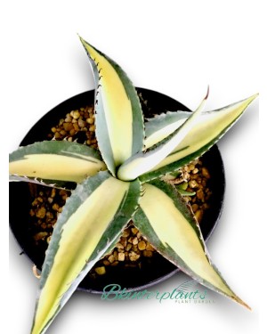 Agave Salmiana variegated