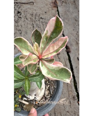 Adenium(Deset Rose) One in Siam variegated