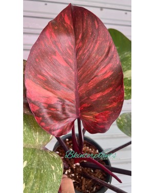 Philodendron Orange Princess Variegated