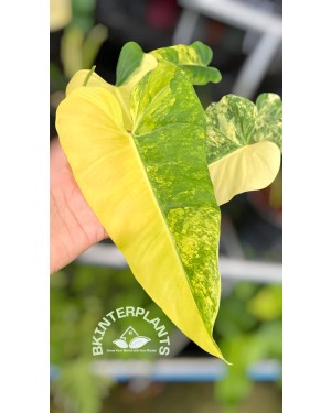 5 Plants Philodendron Domesticum Variegated