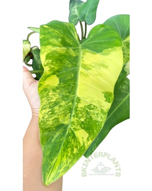 Philodendron Domestic Variegated potted and ready for shipment bright leaf
