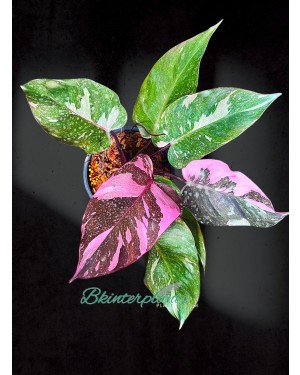 Philodendron Pink Princess Marble King