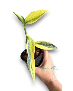 5 Plants Scindapsus Coriaceus Aurea Variegated