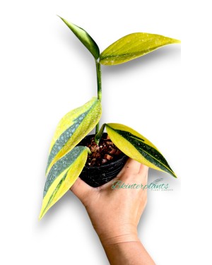4-inch Potted Scindapsus coriaceus aurea – Rare Aroid from Thailand