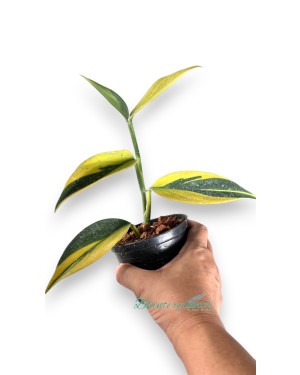 Scindapsus Coriaceus Aurea Variegated