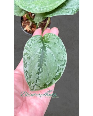 Scindapsus Tricolor Silver Plattinum