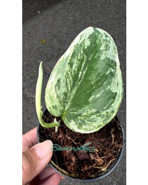 Scindapsus Silver Night King Variegated