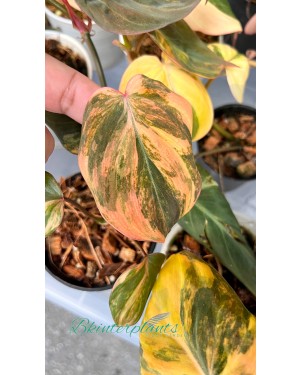 Philodendron Mican Pink/Aurea Variegated