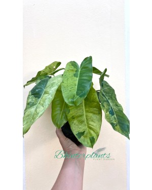 Philodendron Burle Marx Mint Variegated