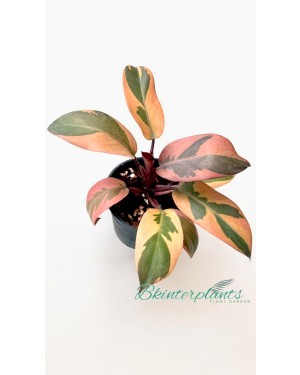 Philodendron Black Cadinal variegated size S
