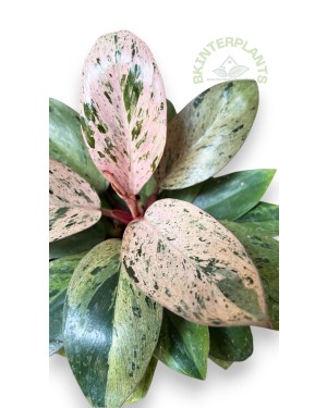 5 Plants Philodendron Drafted Red Congo Mint Marble