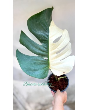 Monstera Albo Half Variegated 1 Leaf