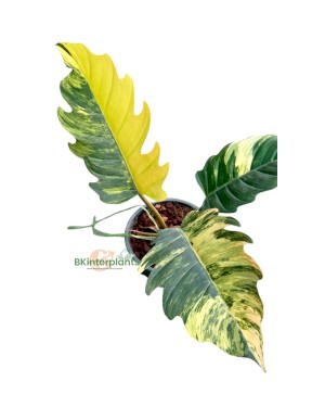 Philodendron Caramel Marble Variegated