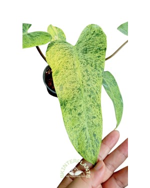 Philodendron Whipple way Mint Leaf