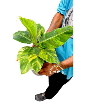 Musa 'Hom Khae' Variegated or Drafted Sapientum L. Variegated  
