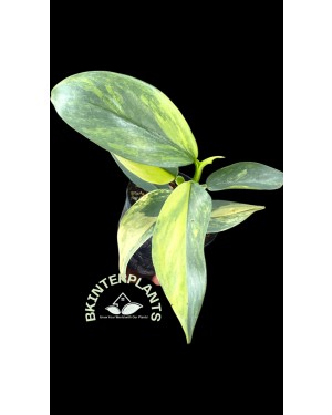 Philodendron Silver Sword hastatum variegated 