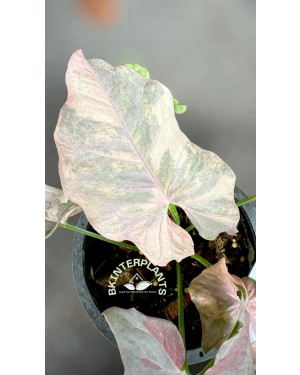 Syngonium Double Pink variegated Pink Cloud