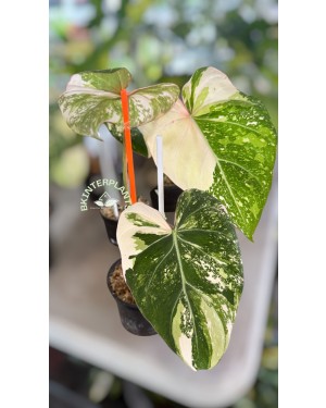 Philodendron Gloriosum Albo Tricolor Variegated