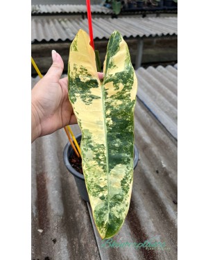 Philodendron Billietiae Variegated 1 Leaf