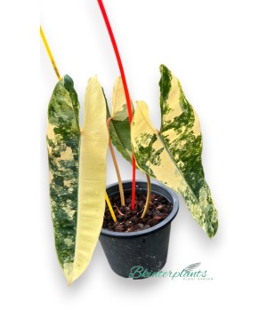 Side angle of plant in 5-inch pot with long petioles