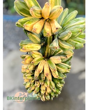 Musa Sapientum. Saba(Kluai Hin) Banana Variegated