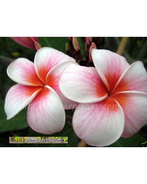 Plumeria " Cherry Pink "
