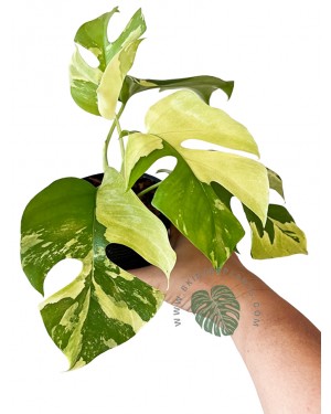 Rhaphidophora Tetrasperma Variegated (Mini Ginny Monstera)