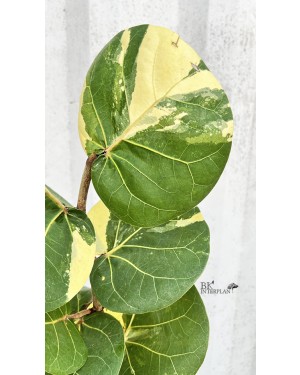 Sea Grape Variegated Plant