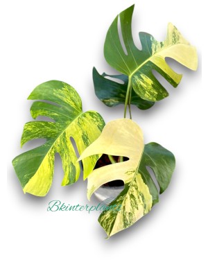 Monstera Aurea 3 Color Variegated