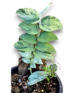 Rhaphidophora Hayi Variegated