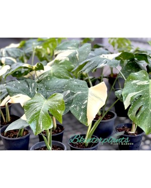 5 Plants Monstera Thai Constellation Size M
