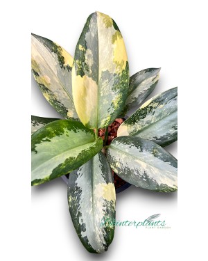 Aglaonema Suwanaphume Variegated