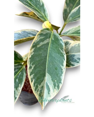Mangosteen Variegated 