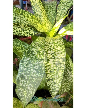 Dracaena JT Stardust