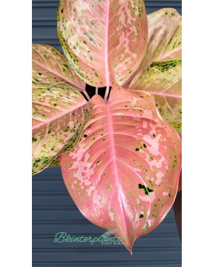 Aglaonema Orange Gold Star